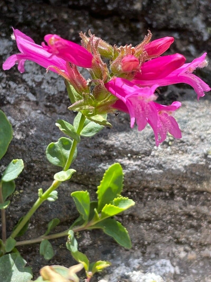 Penstemon newberryi 4
