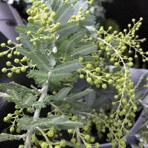 Acacia di Bailey 6
