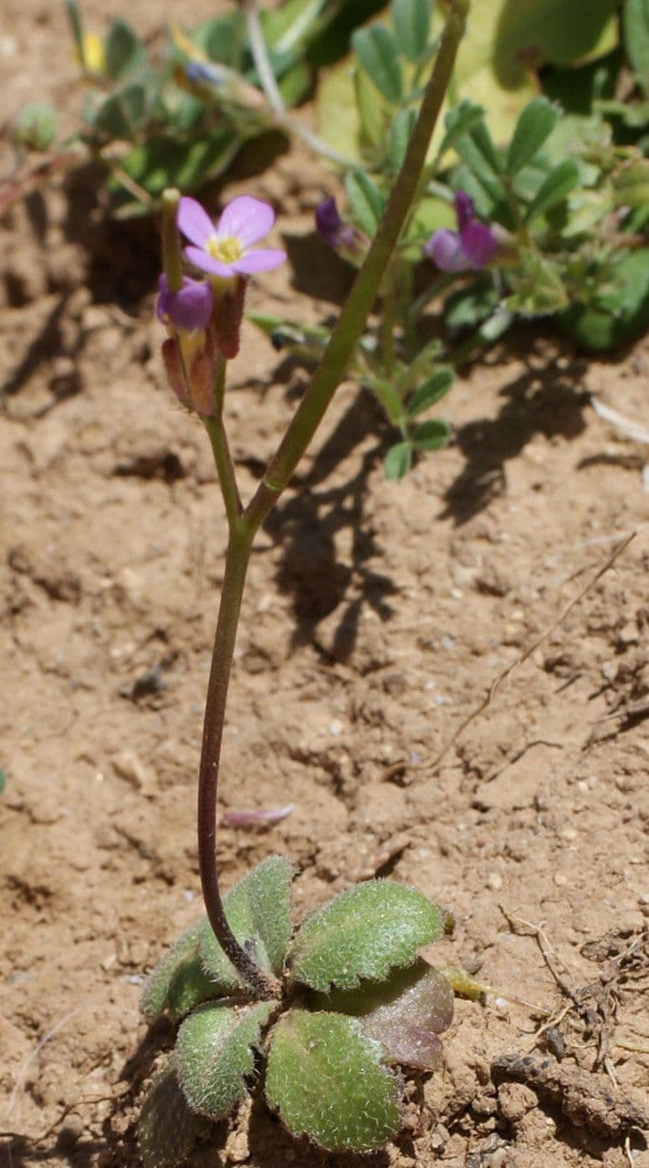 Arabide primaverile 11