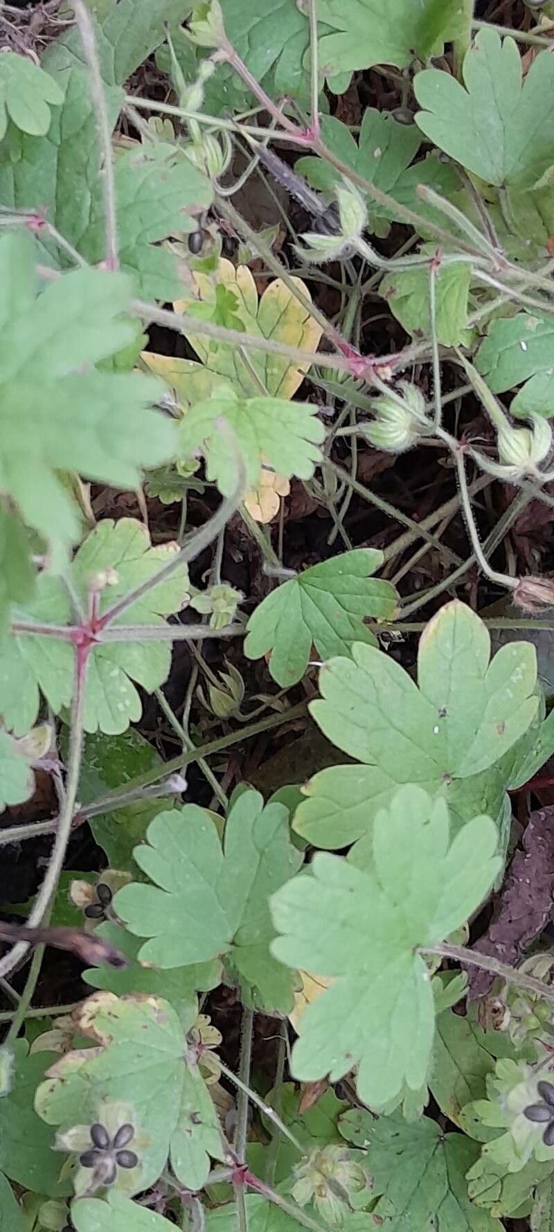Géranium à feuilles rondes 18