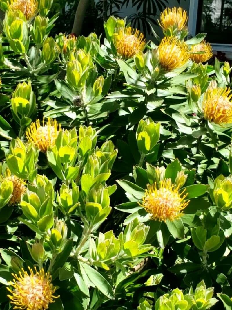 Leucospermum 3