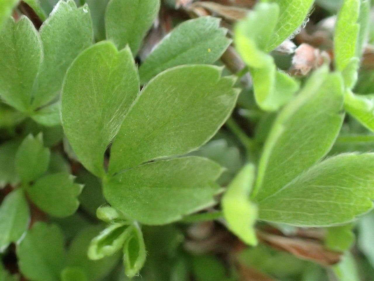 Potentilla lucida 14