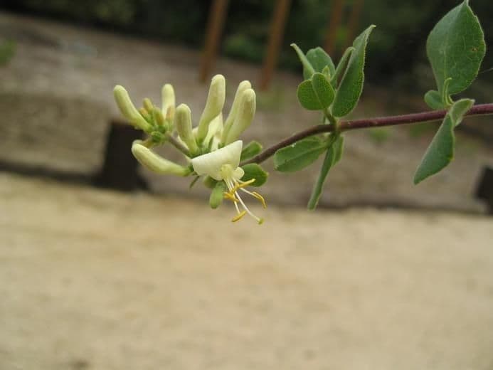 Caprifoglio 9