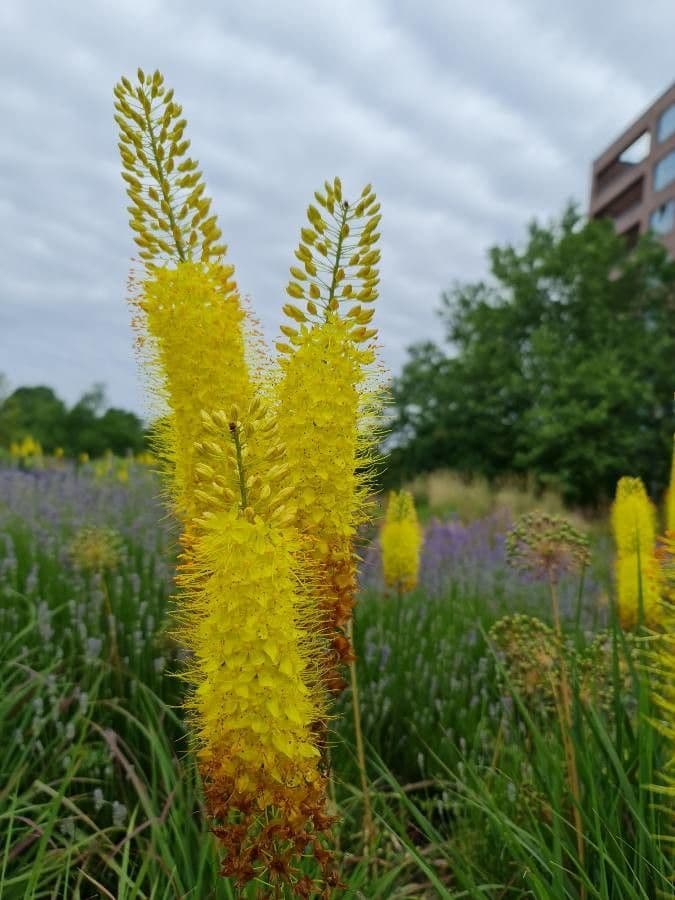 Eremurus 5