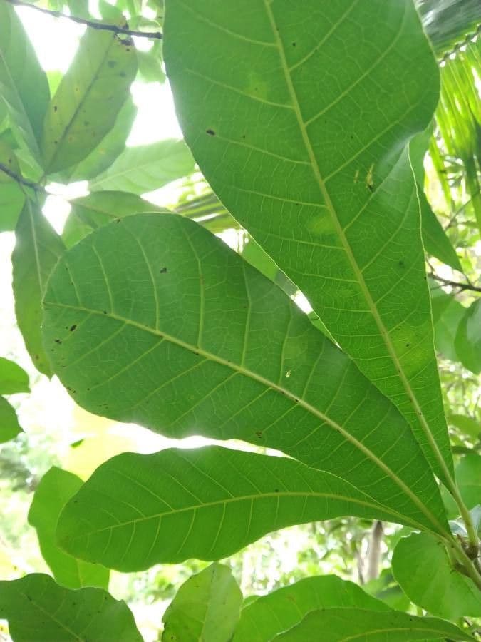 Wild cashew 3