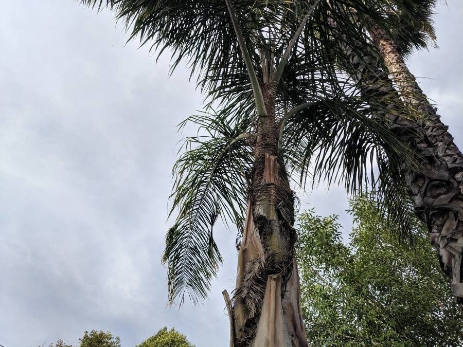 Palma di Giriba 23