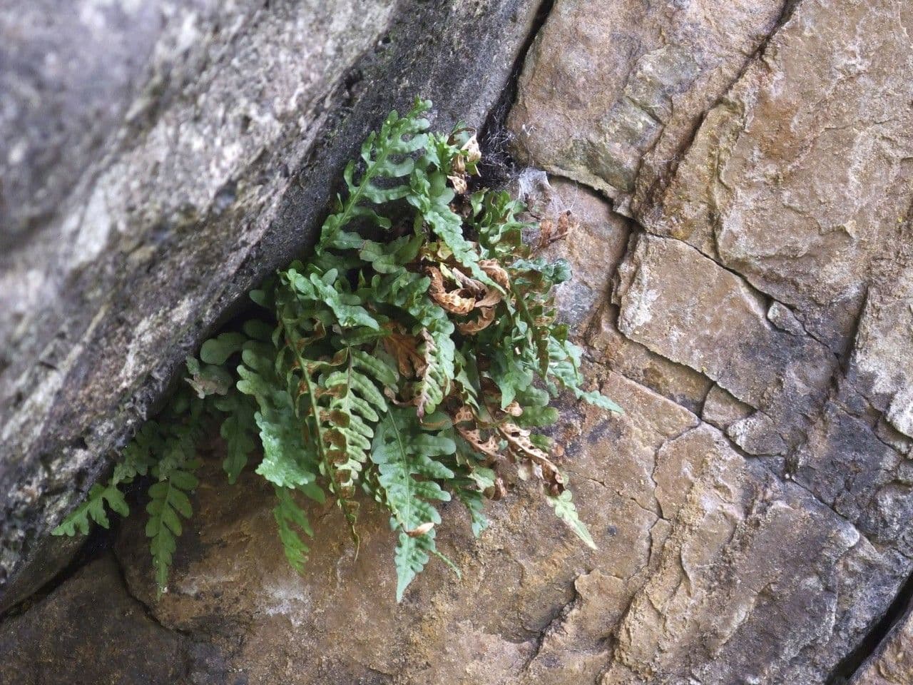 Polypodium occidentale 6