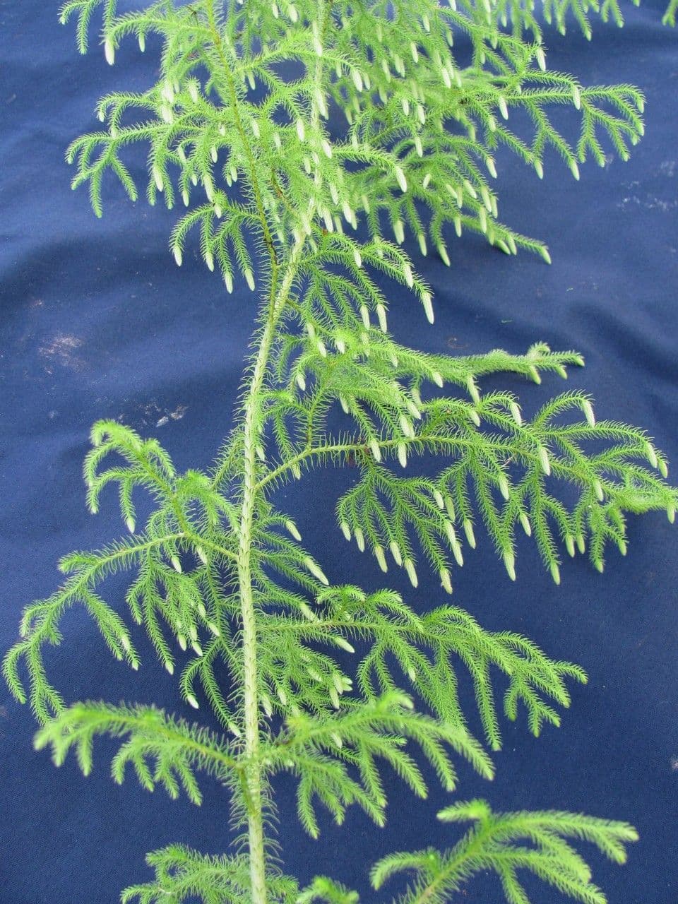 Lycopodiella cernua 17