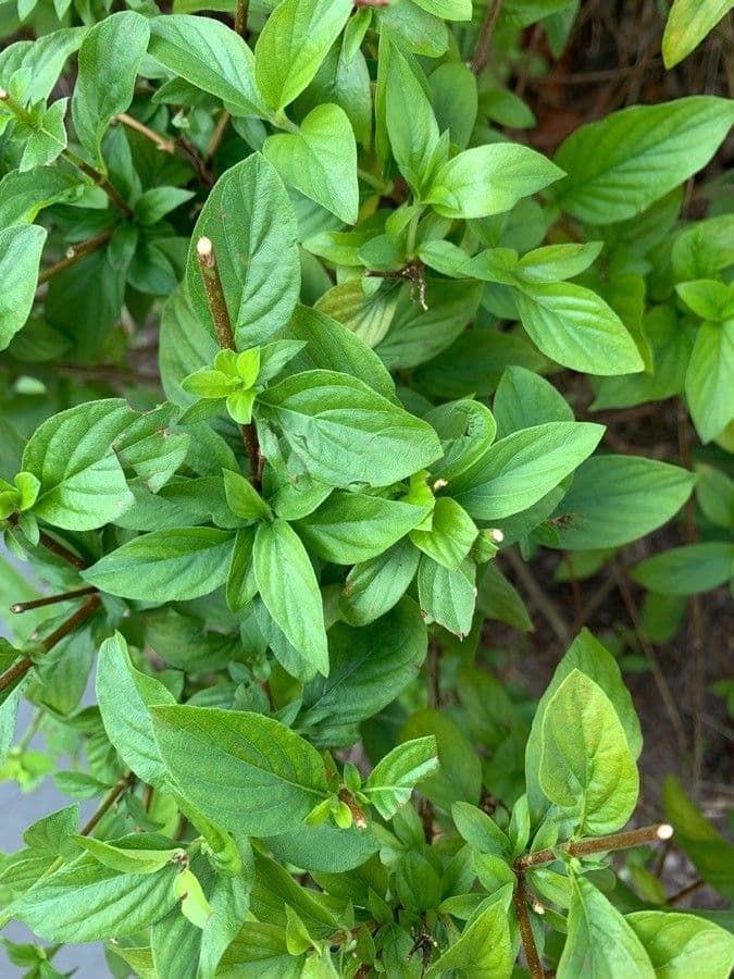 Pseudomussaenda 9