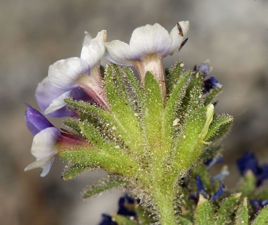 Polemonium 2