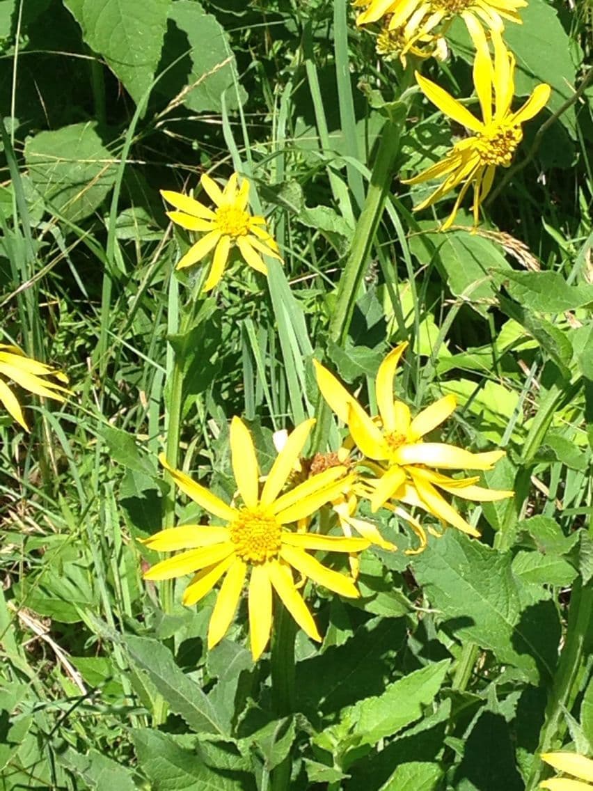 Verbesina eliantoides 5