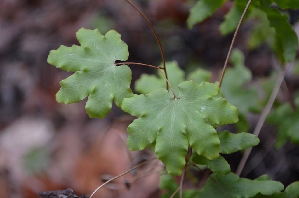 Lygodium palmato 5