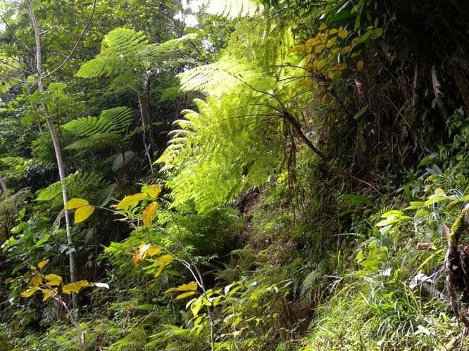 Cyathea bicrenata 5
