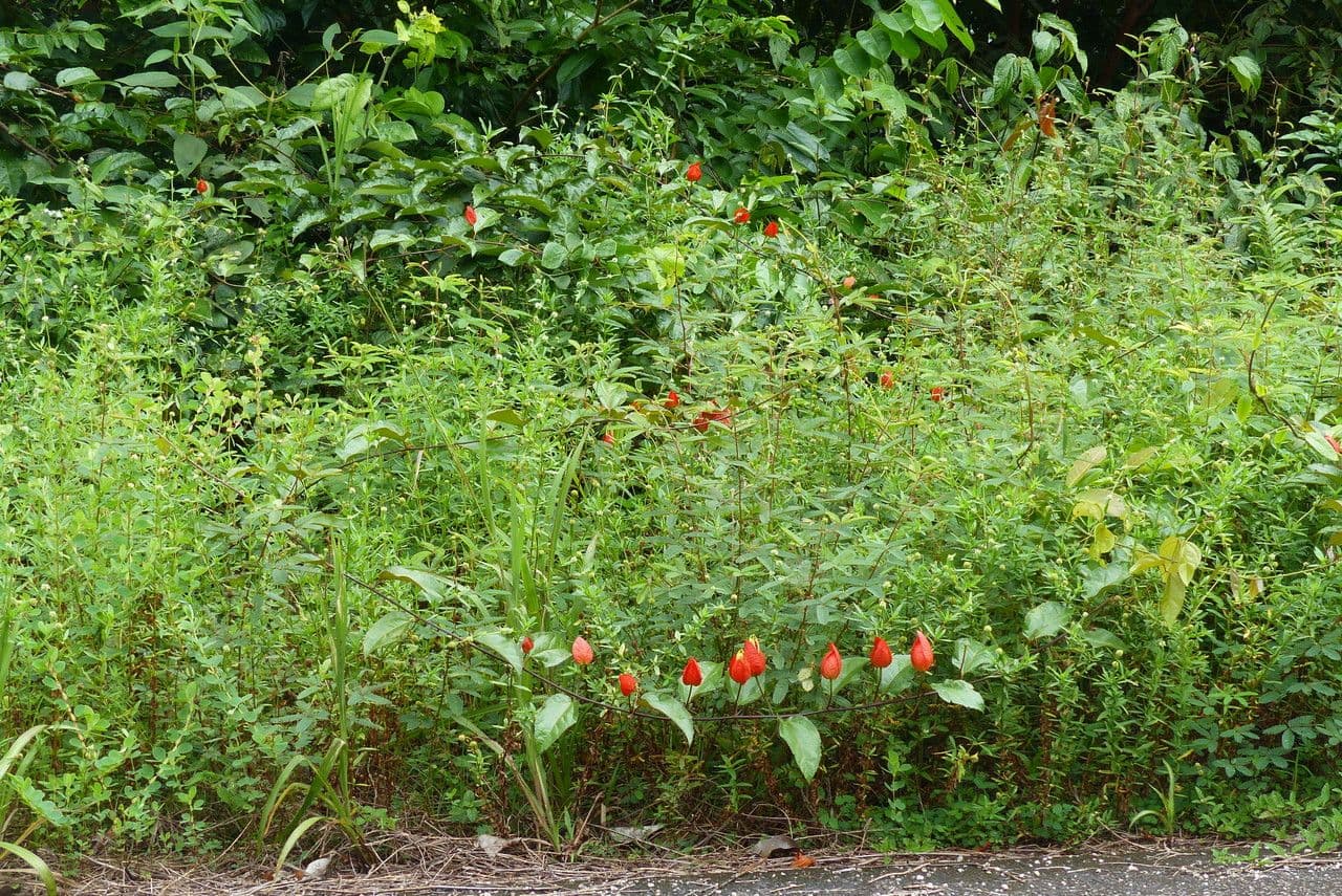 Passiflore écarlate 8