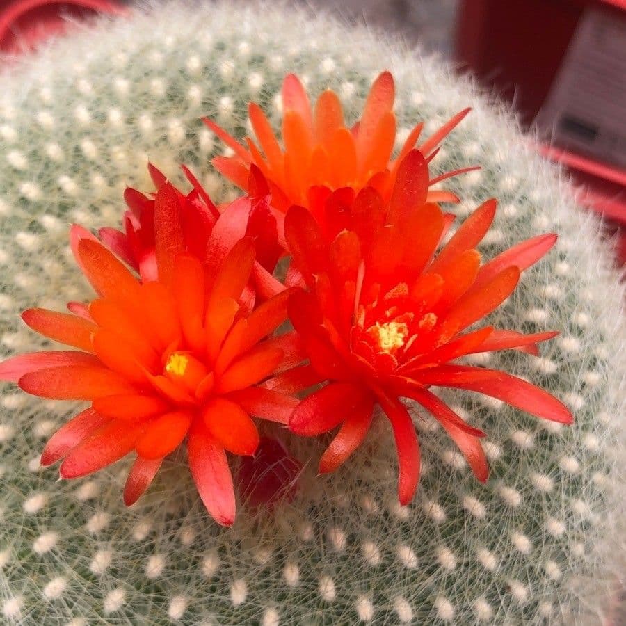 Cactus Palla Scarlatta 3