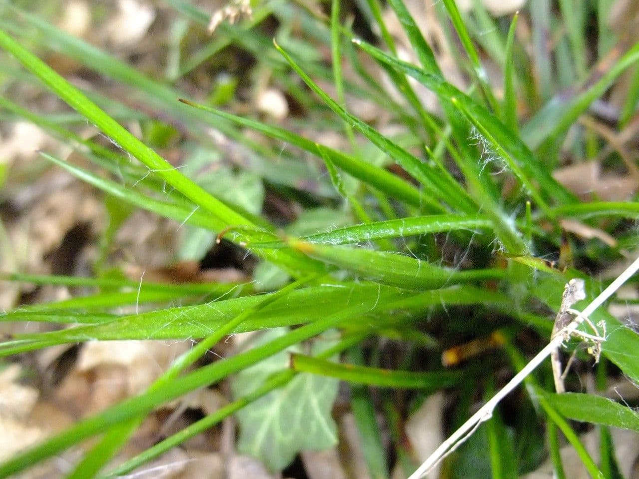 Kosmatka Forstera 8