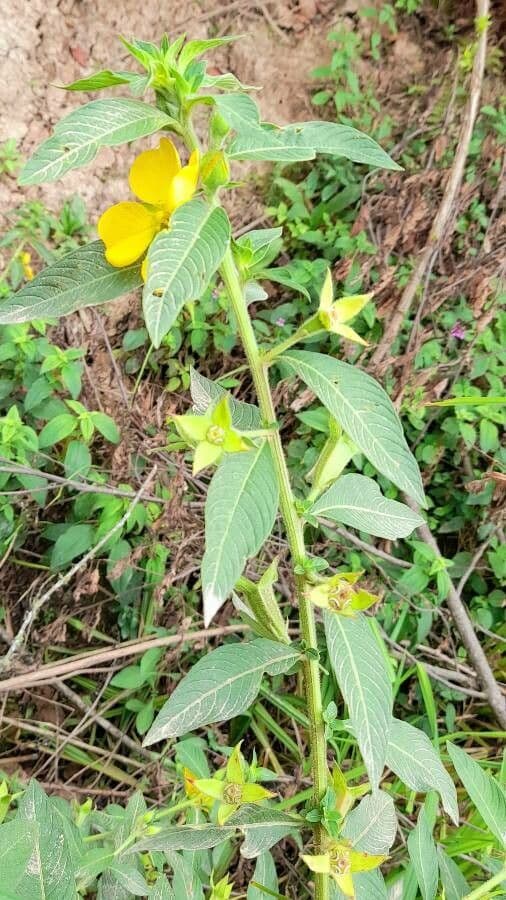 Peruvian primrose-willow 8