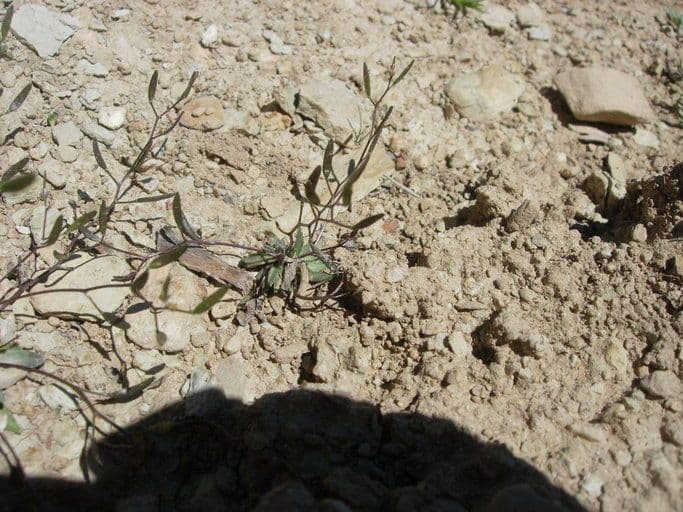 Draba