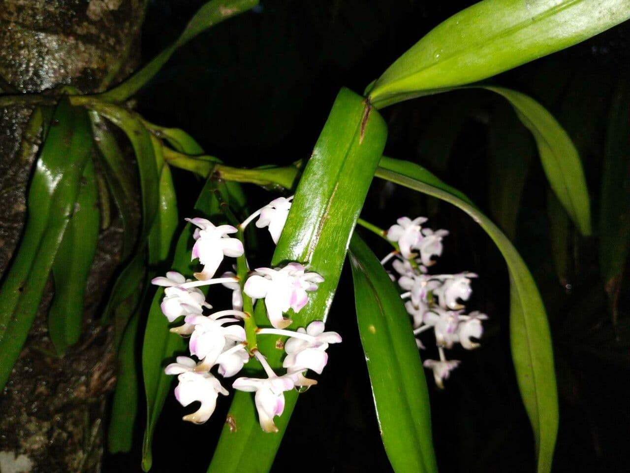 Aerides 6