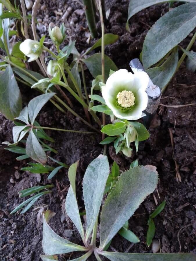 Elleboro verde precoce 6