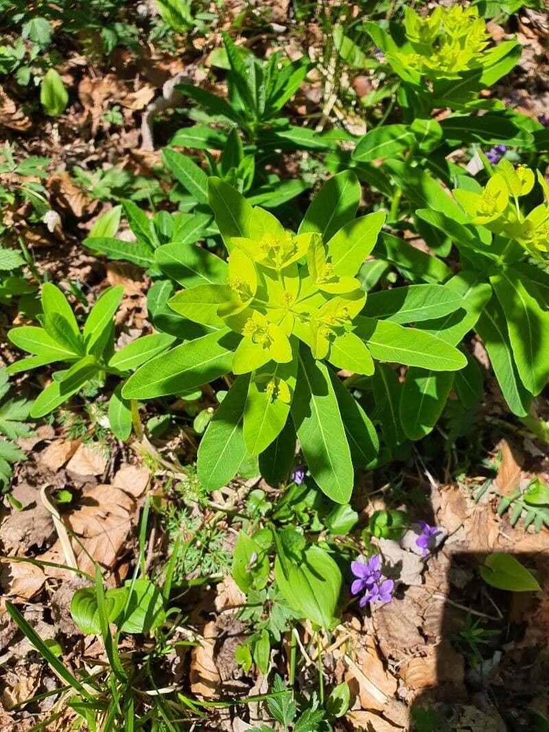Irisches Wolfsmilch 19
