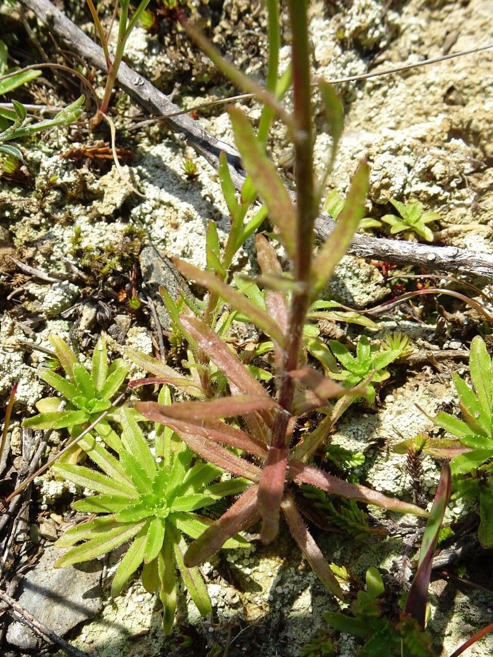 Jasione 20