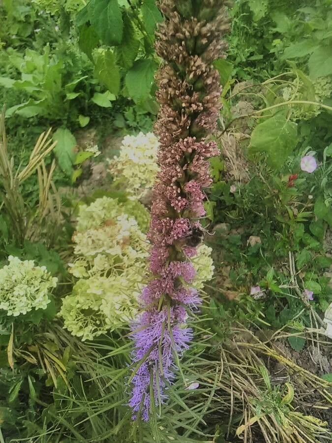 Liatris aspra 11