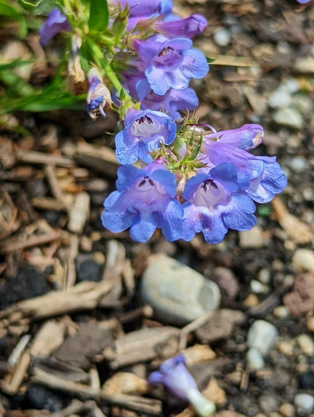 Penstemon 3