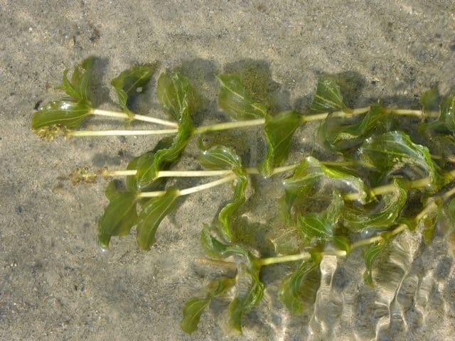 Brasca perfoliata