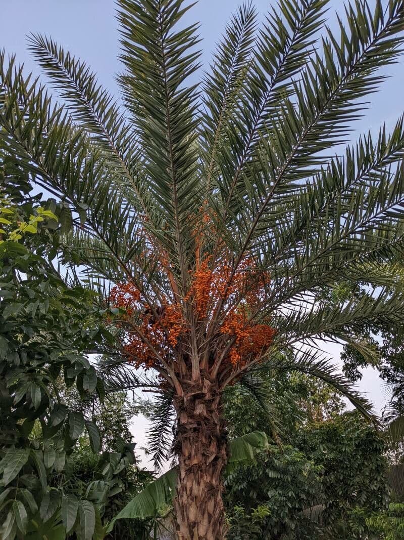 Palma da datteri selvatica 3