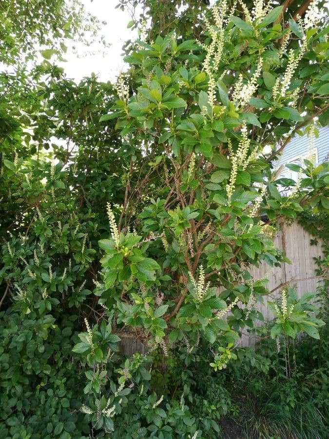 Clethra 12