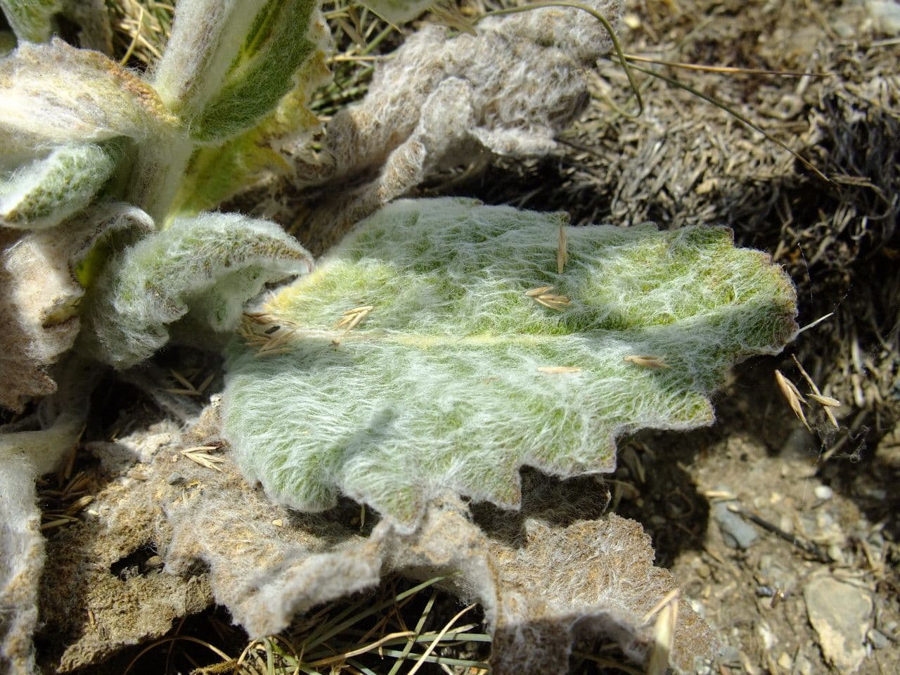 Salvia etiope 15