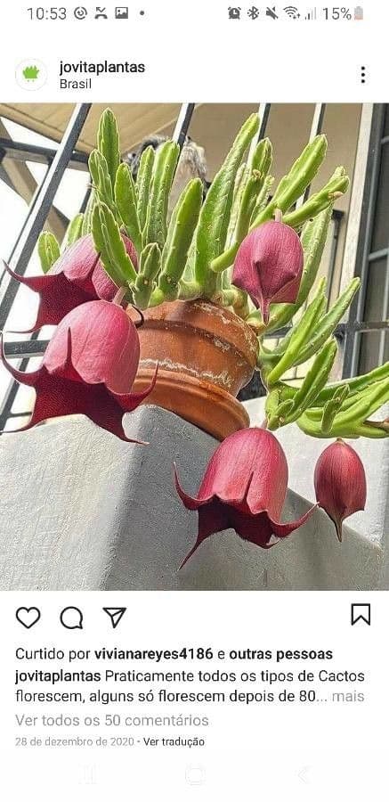 Stapelia 5