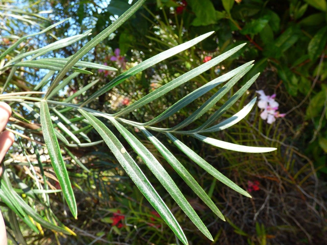 Grevillea 18