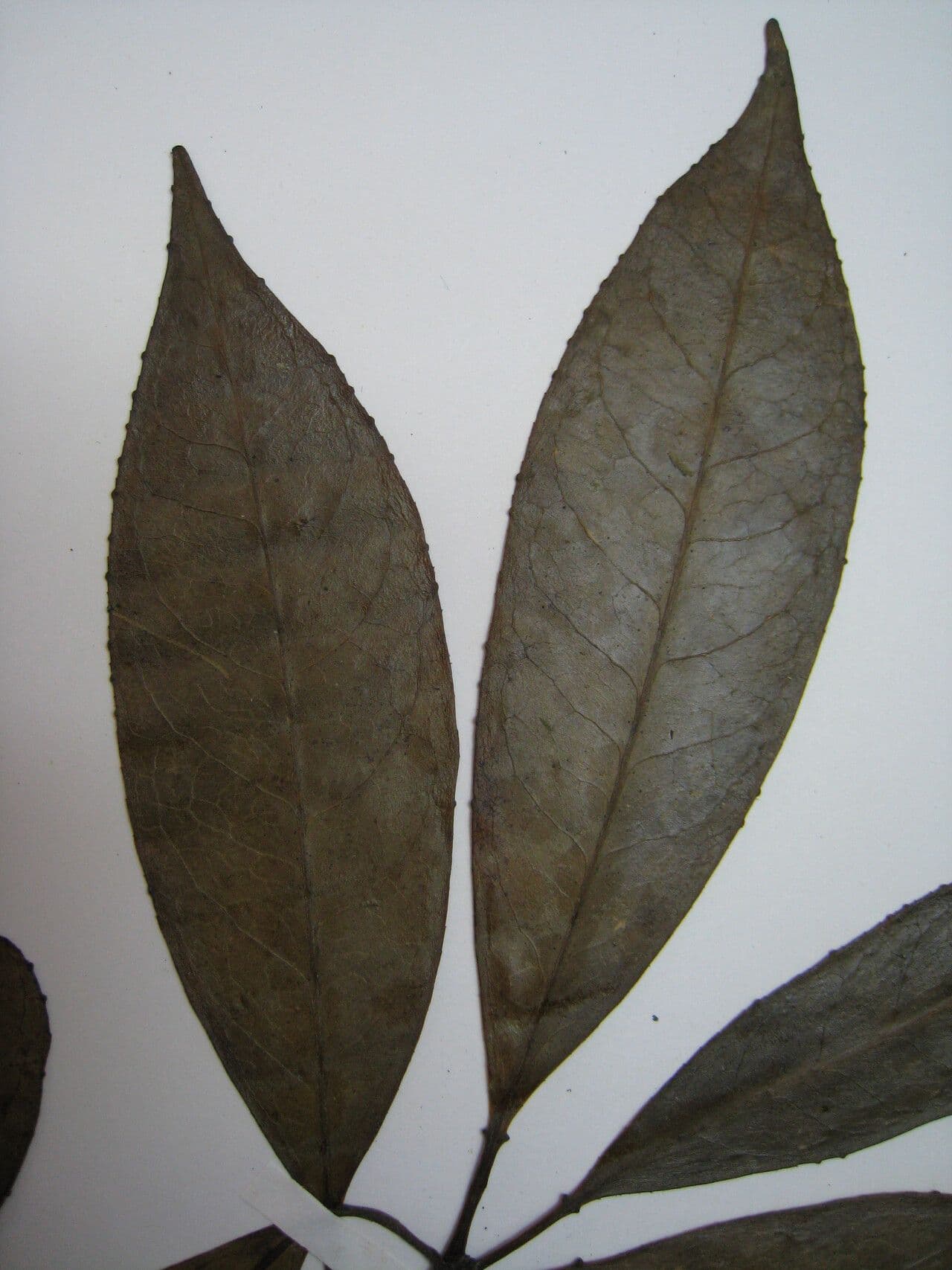 Eselbaum 2