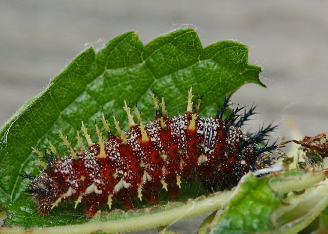 Boechmeria 3