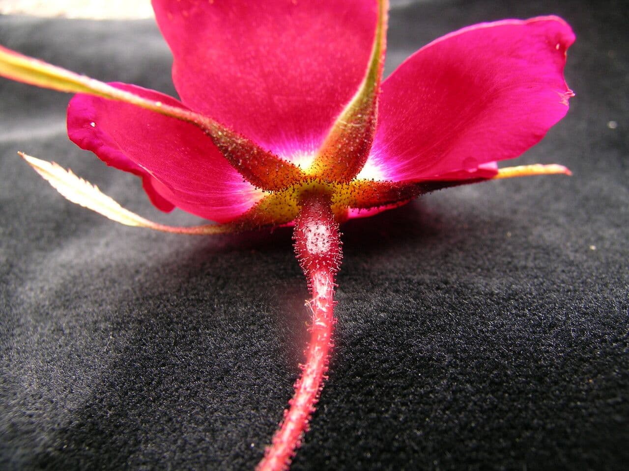 Großblättrige Rose 17