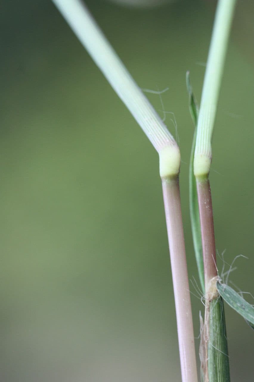 Digitaria debilis 3