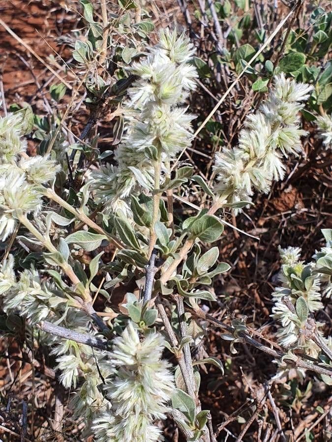 Sericocomopsis 4