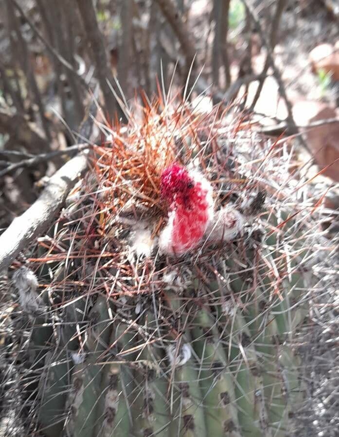 Denmoza 2