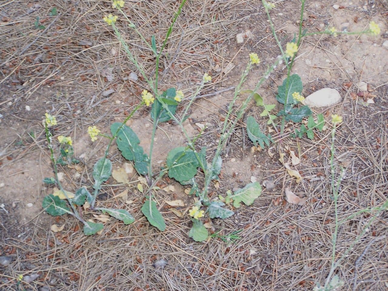 Senape ruca 13