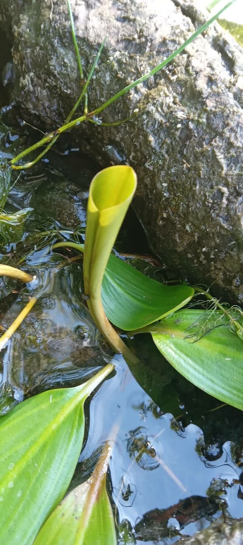 Potamogeto natante 27
