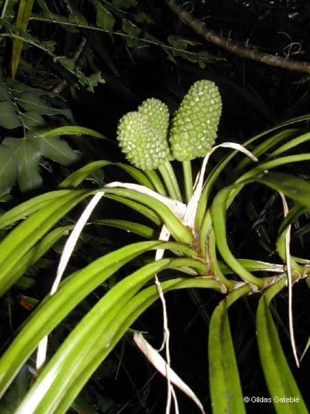 Freycinetia 11
