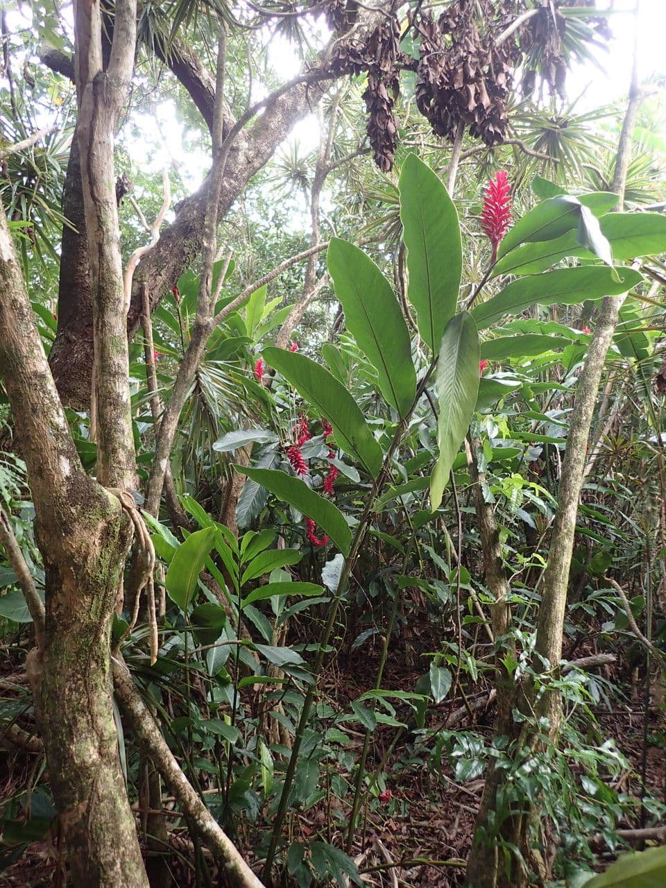 Zázvor purpurový 13