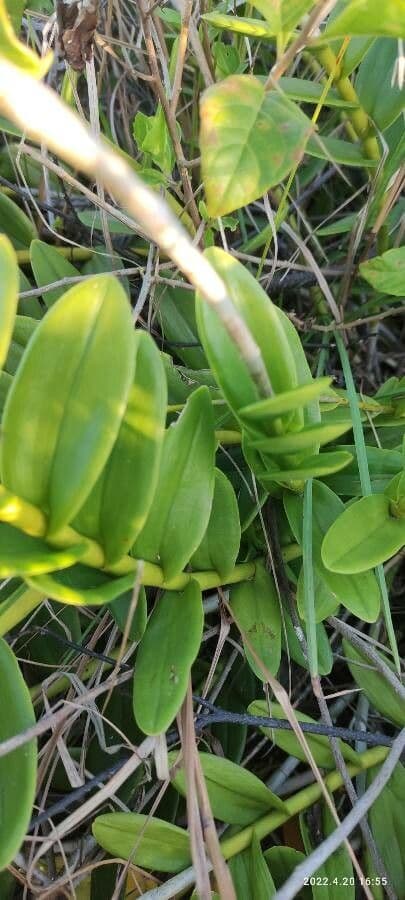 Epidendrum 7