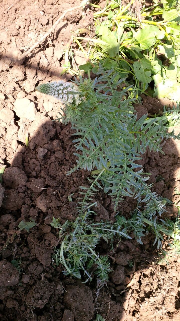 Reseda bianca 22