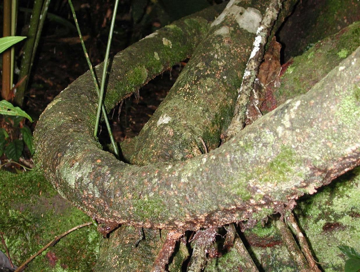 Gnetum 8