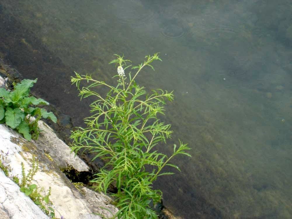 Lepidio ruderale 11