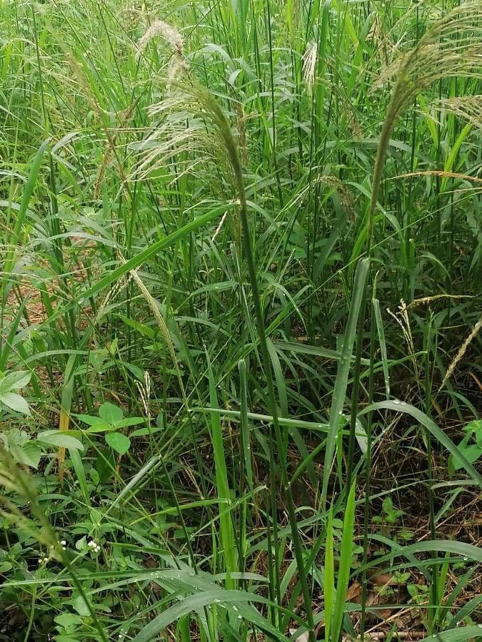 Sourgrass 13