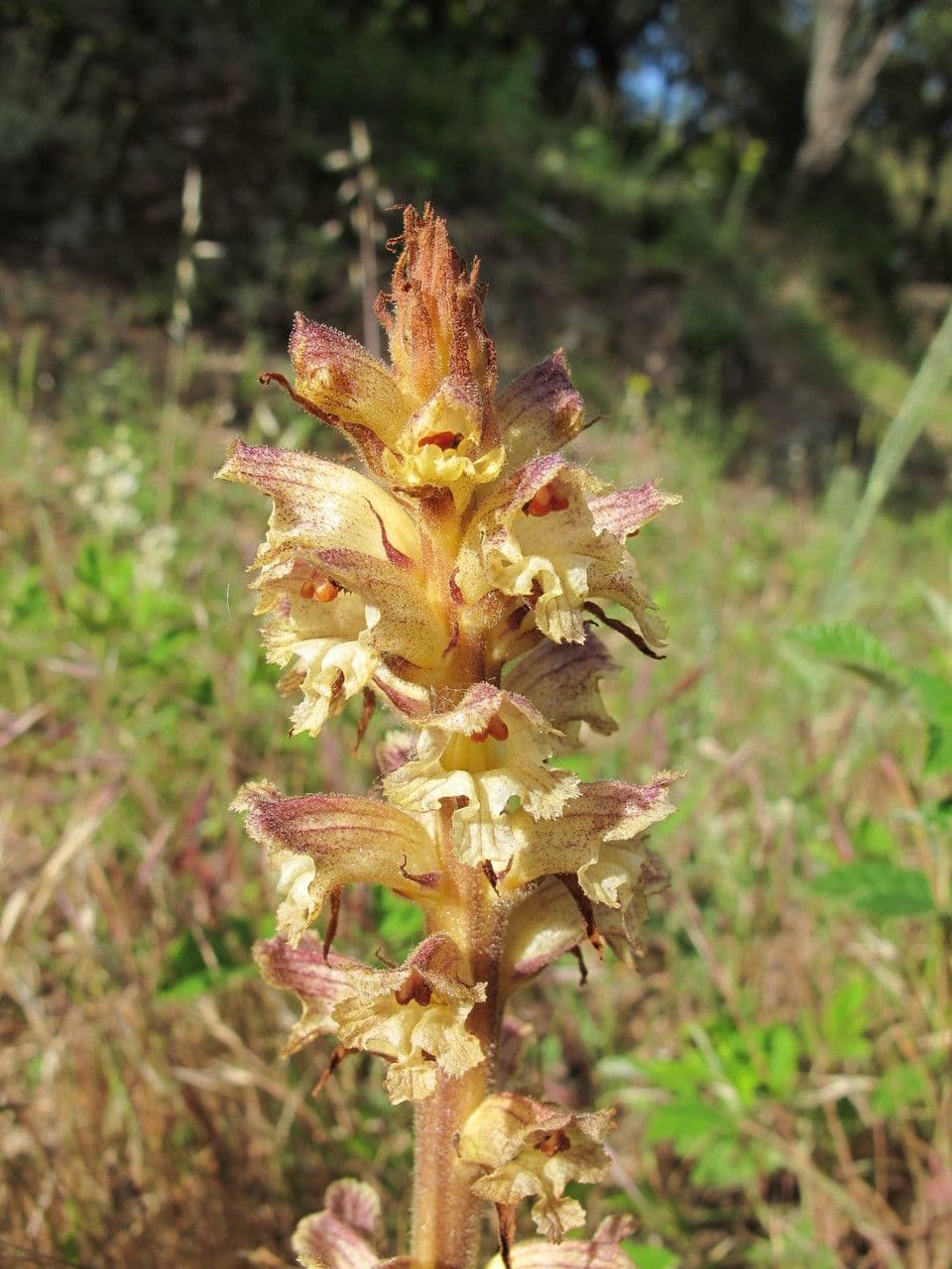 Orobanche 5